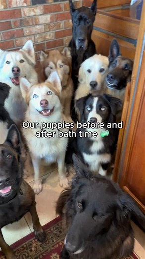 Which dog is your favorite? 🤔 If you can’t tell, they take their job as landscapers very seriously around here 😅