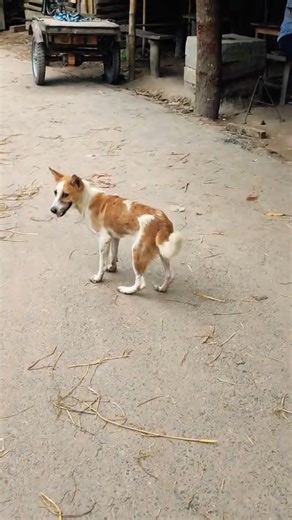 কুকুর যখন লাল পানি খাই🤣🤣🤣 #funny #comedy #comedyshorts #dj #shorts #mihadminhavlog