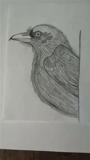 sketch drawing of crow #sketching #arttutorial