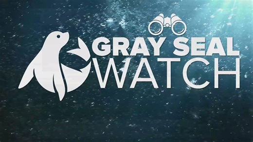 Seal Island seal cams go live for the season