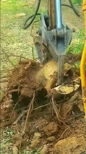 The Amazing Process Tree Root Removal With Easy Techniques Using Strong Construction Tools #Shorts