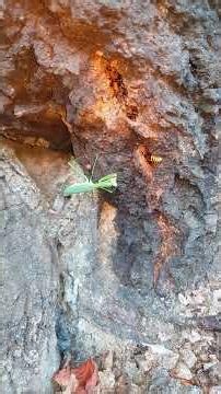 참말벌 vs 왕사마귀 モンスズメバチ vs オオカマキリ European Hornet vs Praying Mantis