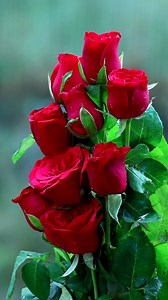 676K views · 38K reactions | Rose bouquets | Roses | Facebook