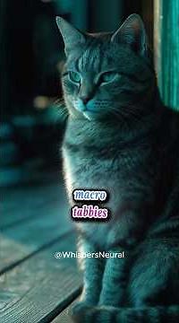 Why Mackerel Tabbies Stay Close to Certain Humans 🐾