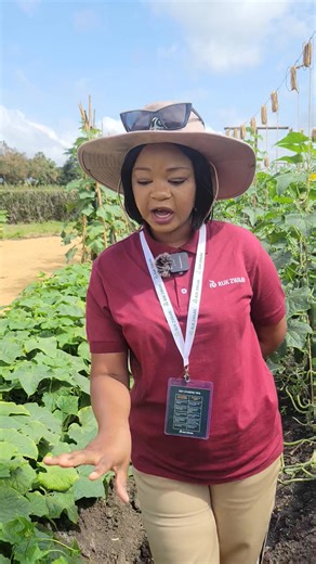 Mydas RZ F1 Cucumber A slicer cucumber that • produces nicely shaped long and slender dark green fruits • has medium number of spines allowing for easy picking • the plant is vigorous, well balanced and it creates long side shoots. • very high yielding • is recommended for year-round indoor cultivation. It can also be successfully cultivated outdoors. • is parthenocarpic so pollination is not required for fruit set. • average fruit length: 23cm • disease resistance to Powdery Mildew, Cucumber Mo