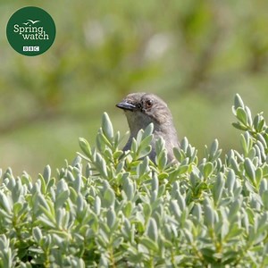 The promiscuous dunnock and other garden bird stories 💚 #Springwatch | BBC Springwatch