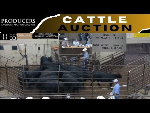 8/24/2023 - Producers Livestock Auction Company Cattle Auction