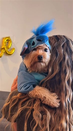 Barney | Pomapoo on Instagram: "When your mum love LILO & STITCH | 😂🐻❤️ #puppy #pomapoo #pomapoopuppy #pomapoobarney #puppylife"