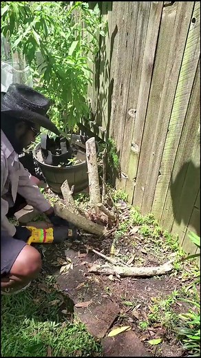 Reflecting on Nature's Helpers: Tree Stump Removal in Prosper