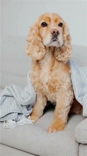 Siriyavargalum Periyavargalum / Big breed vs Small breed 🐶#shorts# dogs # St.Bernard # Great Dane #