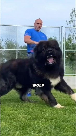 Caucasian Shepherd: Would You Trust This Dog Against a Wolf? 🐺🐕🔥