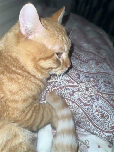 Mystery of Midnight Departures: Why Cats Vanish at Night