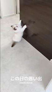 飛べない子猫🐾 #shorts #猫 #子猫 #ラグドール #甘えん坊猫 #猫のいる暮らし