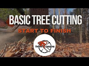 HOW TO BORE CUT A TREE 🪓 start to finish