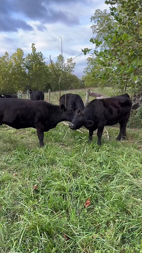 Adorable Cows Grooming Each Other | Cute Cow Licking Moments