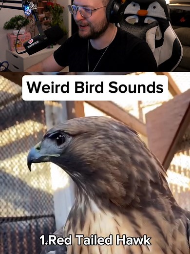 Was sind das für verrückte Vögel? Geräusche erklärt