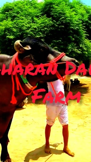 #rap #music #newmusic #dhandanyoliwala #shorts #ytshorts #viral #hiphop #cow #daily #bull #cowlover