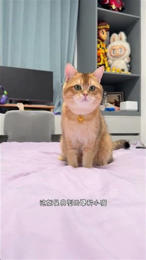 Unleashing the Stubborn Side of a Kitten - A Cat's Daily Life