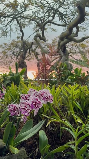 Tired of the noisy hustle and bustle of city life? Here’s your sign to slow down and slip into Hawaii’s softer rhythm. 🌺✨ On the Big Island, winter feels warm, calm and unhurried. Think barefoot mornings, breezy afternoons and nights under the stars where everything feels a little lighter./ Nestled in the peaceful hills of Kona, our farm gives you room to breathe and reconnect. Wander through tropical gardens, explore the island at a gentle pace or simply let the quiet do its magic. 🏞️🌿 If yo