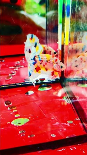 Metallic multicolor with a yellow VIP background.