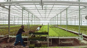 Secrets of the Tribe Yohimbe Alcohol-Free Liquid Extract, Wildcrafted Yohimbe (Pausinystalia yohimbe) Dried Bark (4 FL OZ)