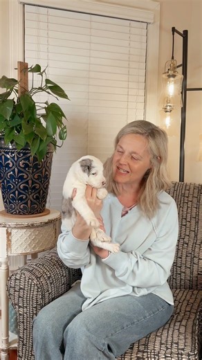 Barista F1 Mini Sheepadoodle