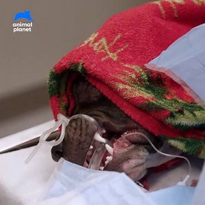 302K views · 767 reactions | A possible case of rabies isn't something to be taken lightly. #TheVetLife | Animal Planet | Facebook