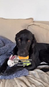 4K views · 549 reactions | The green matches super well with his carrot 凌 #dogs #dog #viral #dogsofinstagram | Toosdayswithmorrie | Facebook