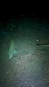 2.4M views · 10K reactions | #fbreels #adventure #nightspearfishing #fishing | Seaseed Adventure | Facebook