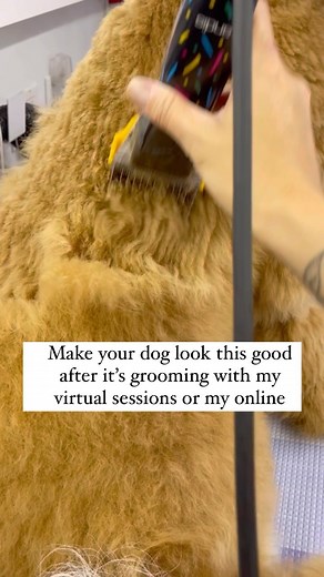 62 reactions · 3 comments | Wanna learn how to groom your dog? There...
