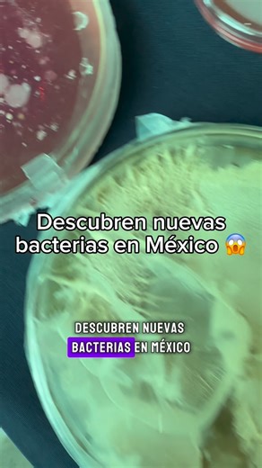 Nicolás Sastré on Instagram: "Descubren nuevas bacterias en México!!! Gracias a la Dra Corina y al @microiq_lab @iquimicaunam por la explicación ❤️ #microtips #microbiologia #nicosastre"
