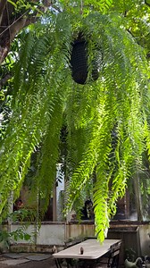 Dancing Fern | Little tree