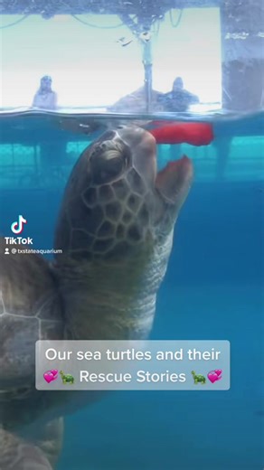 And we love them very much 🫶🏻💙 #turtles #aquarium #texas #animaltok #animals #cute