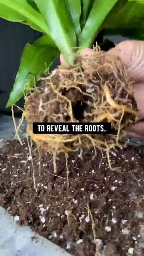 Did you know oats and Epsom salt = Magic for Plants! 🌱😅 This time of year, I get a lot of messages from people asking to help save their dying plants. Try this out, before | Waldo Bedtime