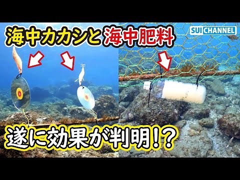 海藻を育てる海中肥料と魚避けCDカカシでまさかの結末！【アカモクの苗育成計画】