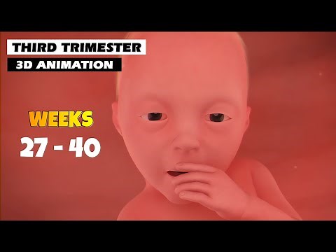 Third Trimester - Pregnancy Journey | 3D Animation