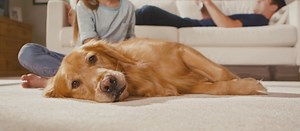 Dog + Carpet: Mohawk Flooring