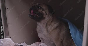 A sick pug dog is breathing heavily in a veterinary hospital. A veterinarian energizes a dog's paw in the hospital after removing an intravenous catheter. Treatment of a dog in a hospital.