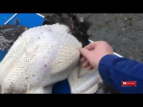 Dispatching and Plucking a Christmas Turkey