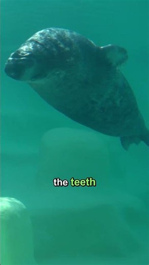 This seal dies the day its teeth wear out 🦭