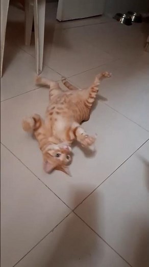 Royal kitty