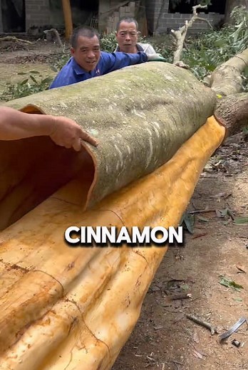 Cinnamon Harvesting Techniques and Science Behind It
