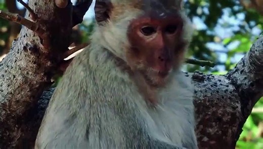 Otter's Family Vs Monkey , Battle To The Death