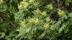 Tree-of-Heaven