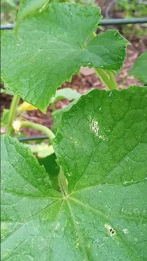 Fix Your Cucumber Issues? Test
