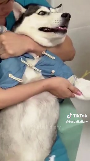 Dogs are afraid of injections #dog #pets #dogsoftiktok #doglife #funnyvideo #funny #foryou