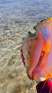 Just leave me here with my seashell 🥹 #conch #queenconch #prettyshells #floridakeys #shelling | The Seashell Mermaid