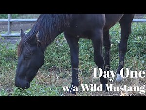 Day One with a VERY Wild Mustang | Fish Creek 2025