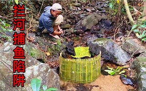 野外一个拦河捕鱼陷阱，食物轻松搞定