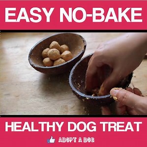 Healthy Dog Treat Recipes | Dog Supplies Want to make a homemade healthy dog treat for your dog? Check out this easy no-bake dog treat recipe that is both yummy and healthy! Visit the link in the description for more info! #easy #no #bake #healthy #dog #treat #treats #for #dogs #dogowner Dog Lovers Dog Lovers Club Dogs Life Doglove Source: youtube/TheSquishyMonster (http://bit.ly/2zhTbTj) | Adopt A Dog